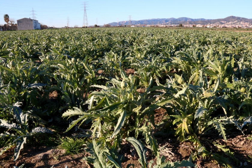  Un camp de carxofes del Prat de Llobregat, en ple Parc Agrari / ACN 
