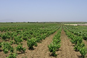 Esquerra manifesta el seu suport a les mobilitzacions programades pel sector agrari català