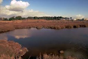 Esquerra denuncia a Brusel·les la destrucció de Ses Fontanelles, darrera zona humida de Palma