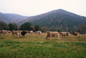   ERC vol que el Ministeri espanyol veti el decret de producció ecològica de la comissió europea  